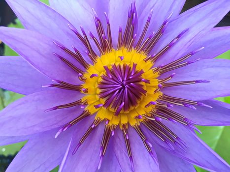 Lotus flower blooming purple in the garden