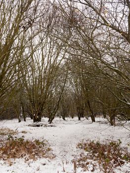 winter country meadow landscape snow covered trees; essex; england; uk