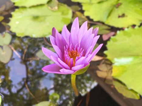 Lotus flower blooming purple in the garden