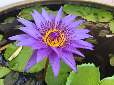 Lotus flower blooming purple in the garden