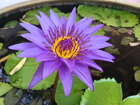 Lotus flower blooming purple in the garden