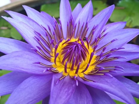 Lotus flower blooming purple in the garden