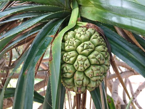 Seeds of pandanus or pine cones are seen in seagrass beds..