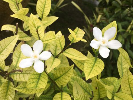 White flowers of Murraya paniculata Jasminul portocal, Murraya exotica Chalcas paniculata after Chalcas exotica.