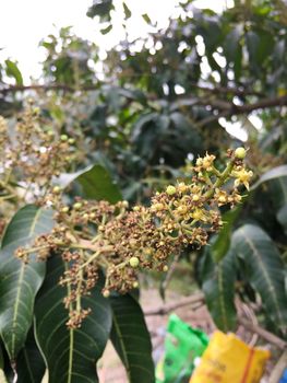 Group of mango flowers and mango leaf on mango tree