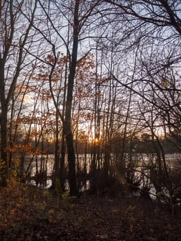 autumn sunset light through forest trees scene beauty landscape; essex; england; uk