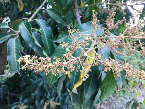 Group of mango flowers and mango leaf on mango tree