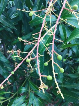 Group of mango flowers and mango leaf on mango tree