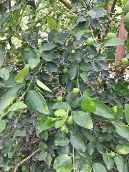 Fresh green lemons from lemon tree in garden.