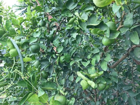 Fresh green lemons from lemon tree in garden.