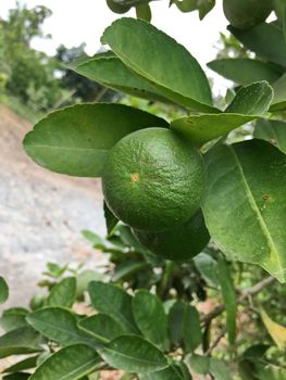 Fresh green lemons from lemon tree in garden.