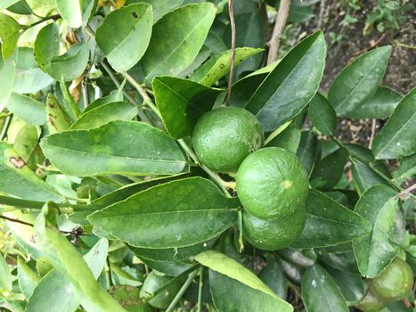 Fresh green lemons from lemon tree in garden.