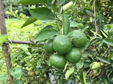 Fresh green lemons from lemon tree in garden.