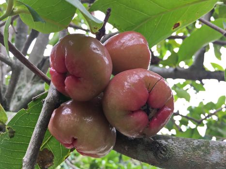 A bunch of apple trees on a natural tree