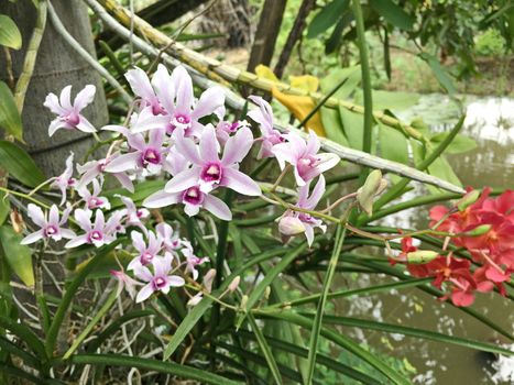 Beautiful orchid flower on the tree, orchid photo.