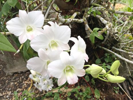 Beautiful orchid flower on the tree, orchid photo.