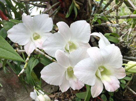 Beautiful orchid flower on the tree, orchid photo.