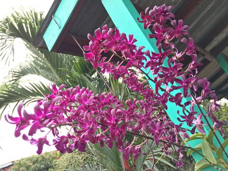 Beautiful orchid flower on the tree, orchid photo.