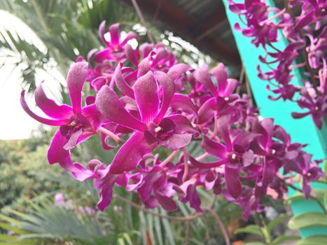 Beautiful orchid flower on the tree, orchid photo.