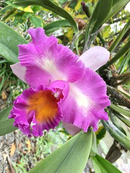 Beautiful orchid flower on the tree, orchid photo.