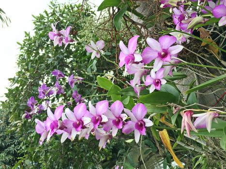 Beautiful orchid flower on the tree, orchid photo.