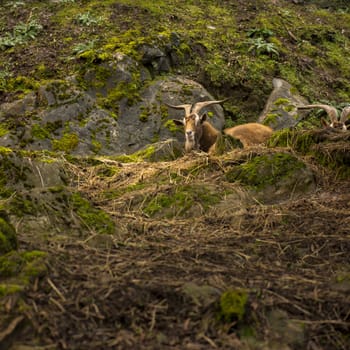 Goat outside during the day time in Tasmania.