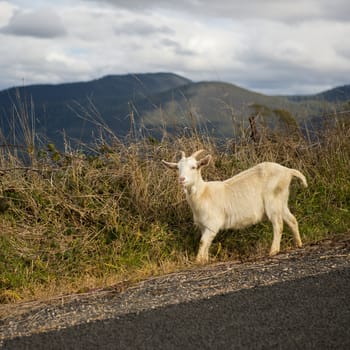Goat outside during the day time in Tasmania.