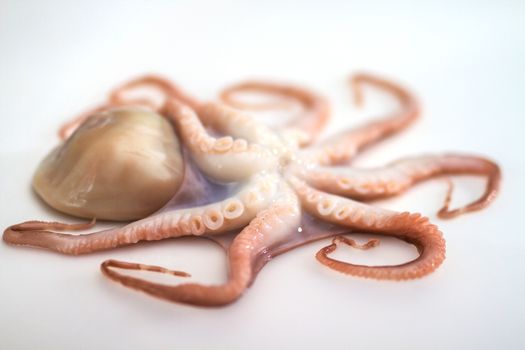 Octopus on isolated white background