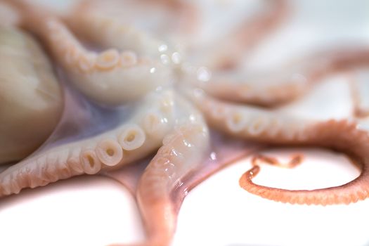 Octopus on isolated white background