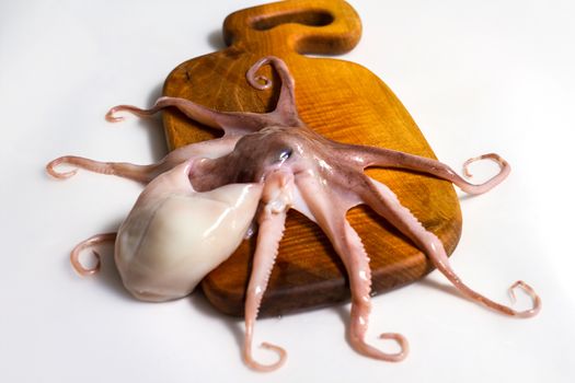 Octopus on isolated white background