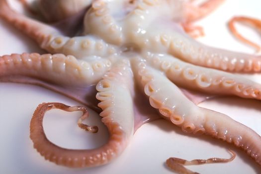 Octopus on isolated white background