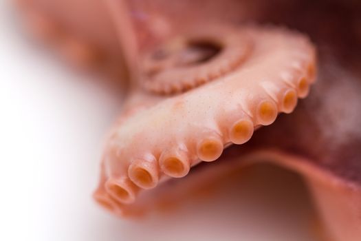 Octopus on isolated white background