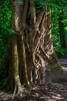 trunk of an old big tree with creepers close-up photo from Thailand