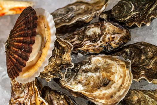 Fresh oysters lie on the cold ice. Sale of oysters.