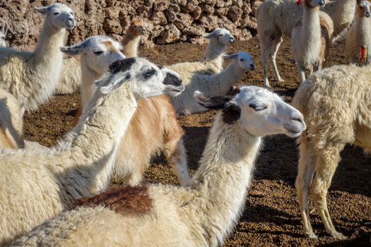 Lamas Lamas herd in Eduardo Avaroa National Park, Bolivia