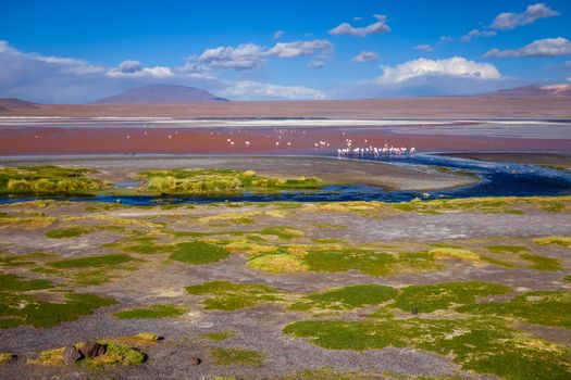 Laguna Honda in sud Lipez Altiplano reserva Eduardo Avaroa, Bolivia