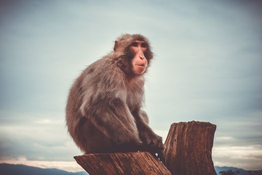 Japanese macaque on a trunk in Iwatayama monkey park, Kyoto, Japan