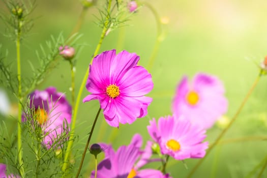 The background image of the colorful flowers, background nature