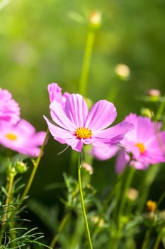 The background image of the colorful flowers, background nature