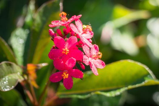 The background image of the colorful flowers, background nature