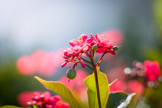 The background image of the colorful flowers, background nature