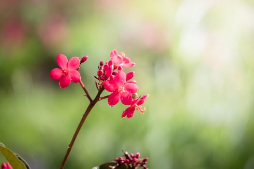 The background image of the colorful flowers, background nature