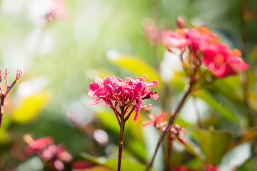 The background image of the colorful flowers, background nature