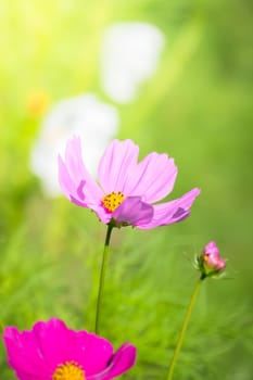 The background image of the colorful flowers, background nature