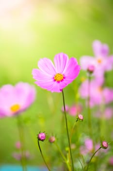 The background image of the colorful flowers, background nature