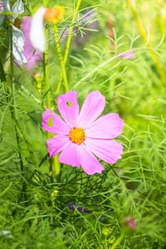 The background image of the colorful flowers, background nature