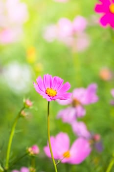 The background image of the colorful flowers, background nature