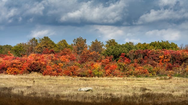 Panorama of multi-colored trees and autumn sun shining in the clear blue sky