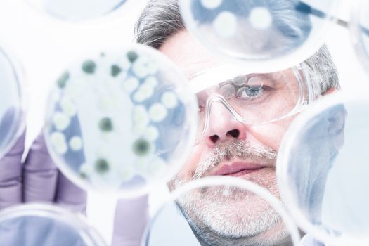 Focused senior life science professional grafting bacteria in the pettri dishes. Lens focus on researcher.