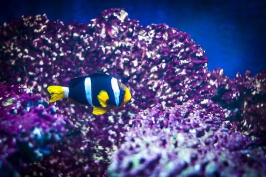Colorful fish - Kolobrzeg aquarium tank